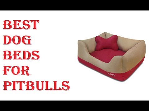 best-dog-beds-for-pitbulls-2020