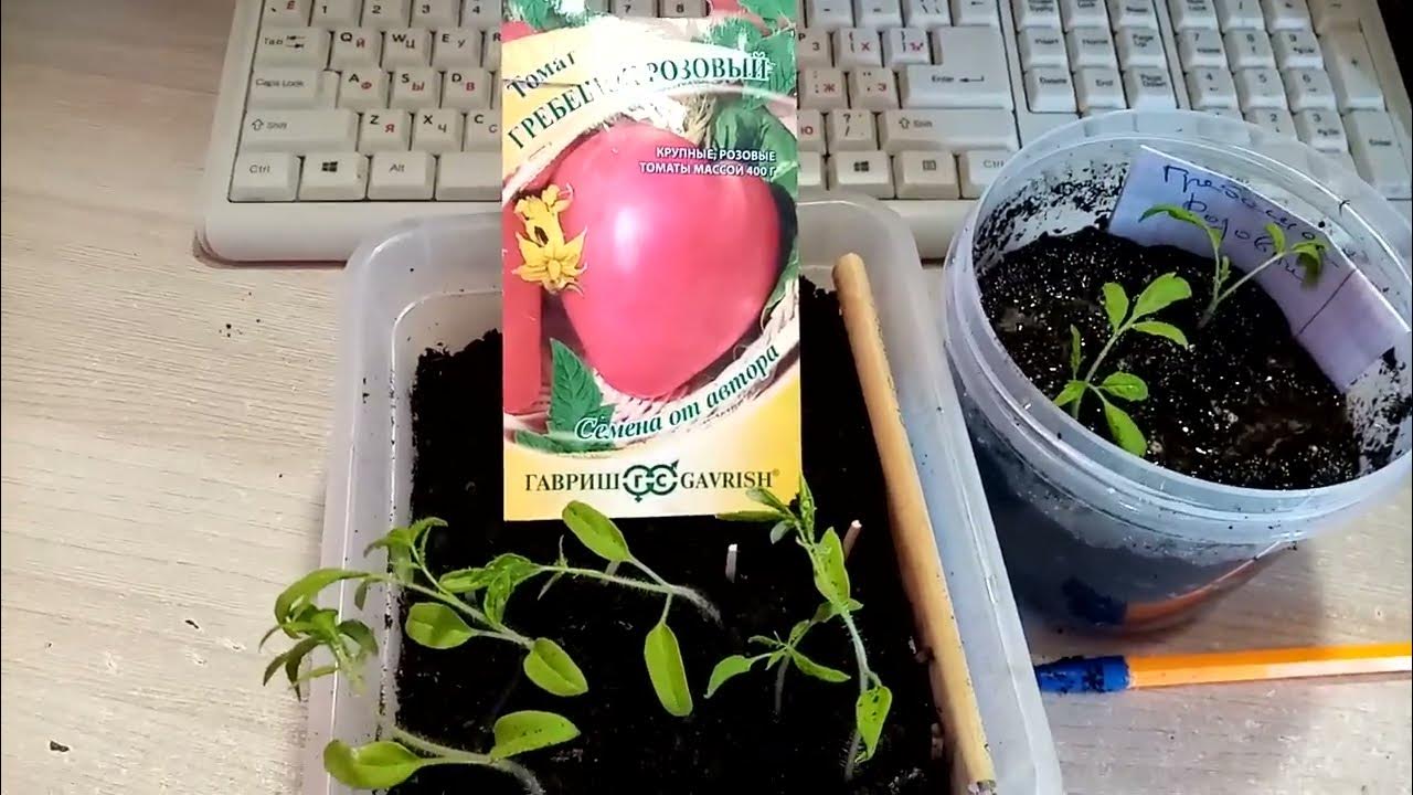 высадка рассады томатов в грунт. сроки посадки помидор на рассаду. когда сеять помидоры на рассаду для теплицы. высаживание рассады помидор в теплицу. таблица высадки помидор в грунт.