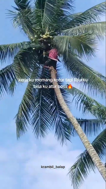 proses panen kelapa #shorts #shortvideo #shortsviral
