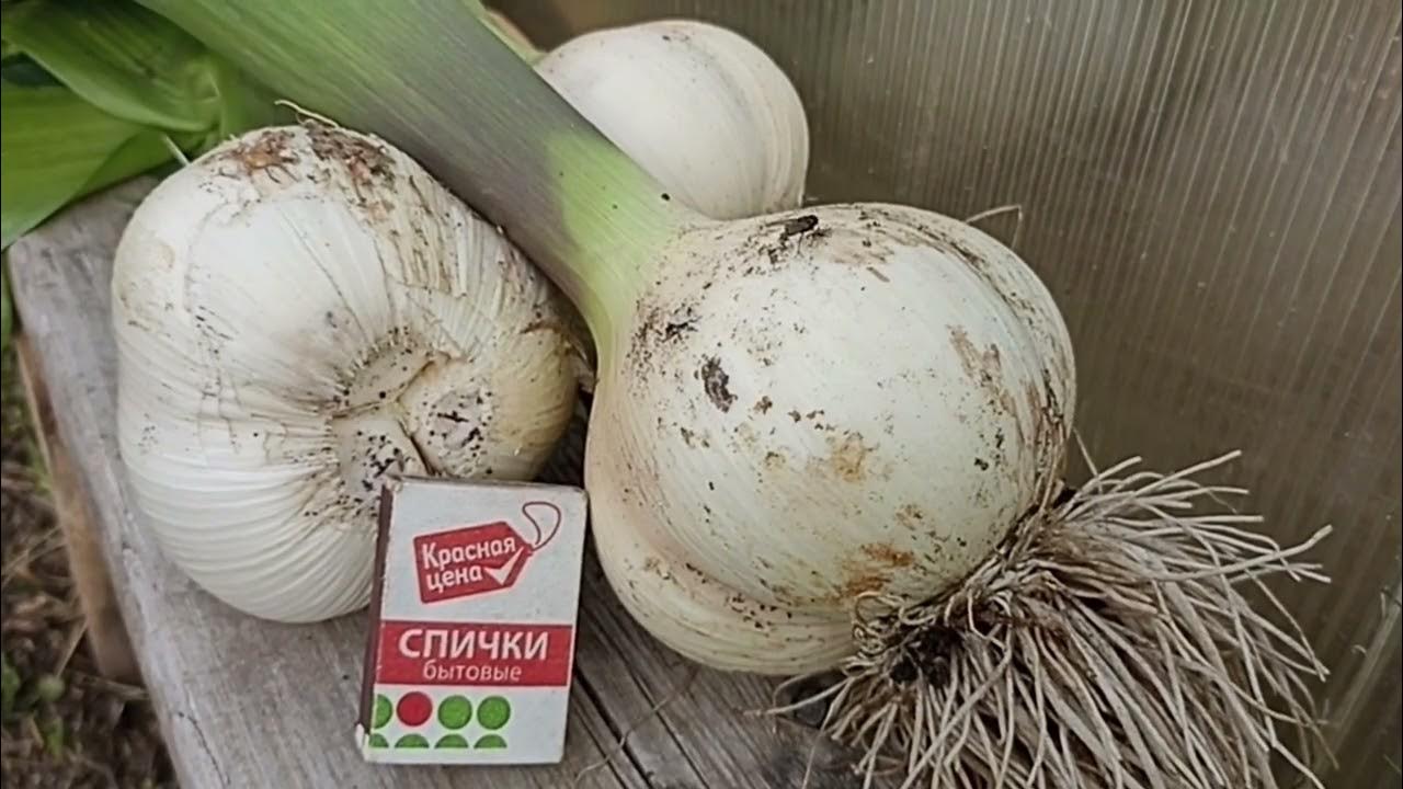 Медвежий чеснок фото