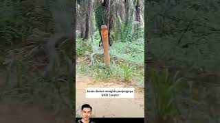 Momen Pendanakan King Kobra Sawit