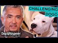 Intimidating Dogo Argentino Is Impossible To Restrain Dog Whisperer With Cesar Millan
