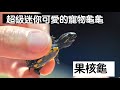 【昆蟲擾西上課了！】超級迷你可愛的寵物龜龜 果核龜 Striped mud turtle