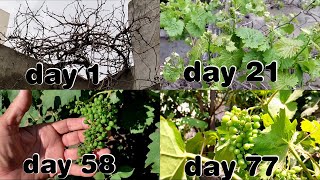 Prune Grapes Vine To Get More Grapes| How To Grow Grapes Complete Guide| Grapes Vine Tips And Tricks