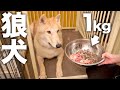 【速すぎ!】1kgのご飯を一瞬でたいらげる狼犬【ウルフドッグ】