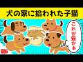 犬だらけの家に、元野良の子猫が拾われた結果www