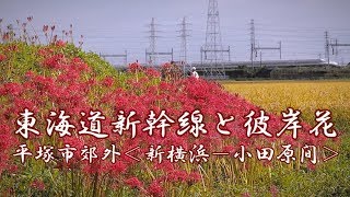 東海道新幹線と彼岸花と稲穂＜新横浜～小田原間＞９月中旬　平塚市北豊田