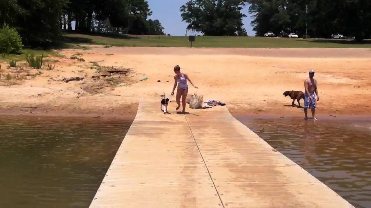 Springer spaniel jumping off dock