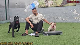 زيارة مفاجأة عند مولوع وبطل الابطال عبدو سفير واحسن كاني كورسو العمالقة بولي امركان من اغلي الكلاب 🤔