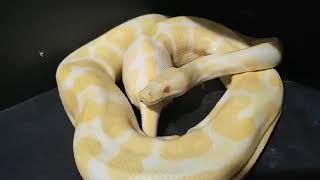 Albino Ball Python laying eggs