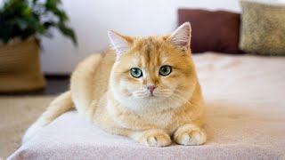 Beautiful Music to Relax Cats - Make Your Cat Happy, Deep Sleep Cat Music, Stress Relief 🐱💖