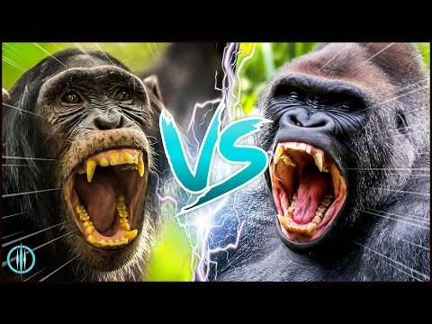 Video: Hvor mye veier en silverback-gorilla?