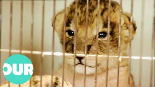 Tejas The Troublemaking Lion Cub Is Keeping Zookeepers Busy | Zoo Days | Our World