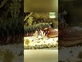 Mantis shrimps have the fastest punch in the animal kingdom #wildlife #animalfacts #youtubeshorts