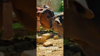 Animal Mating || Cow Mating ||  Animal Doing Love Each Other