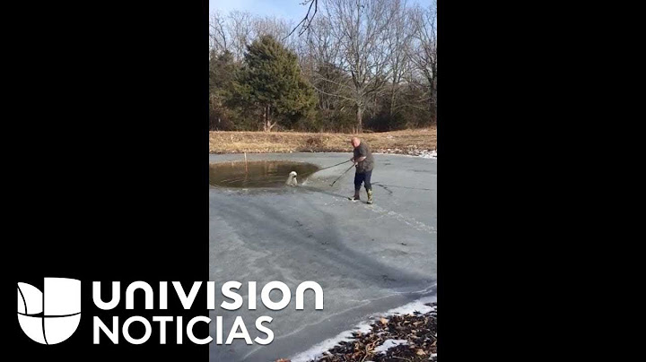 En menos de un minuto, un hombre rescata a un perro utilizando una soga