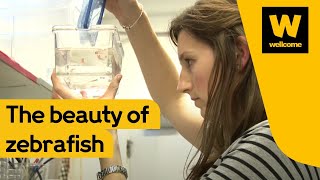 Science and beauty and the zebrafish | Wellcome