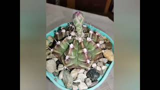 30 интересных фактов о  кактусах, #cactus #кактус #succulents