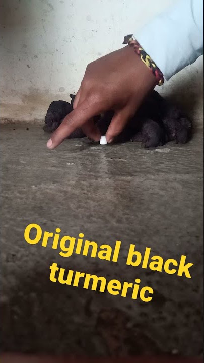 original black turmeric 📲 7385954702.।असली काली हल्दी📲7385954702