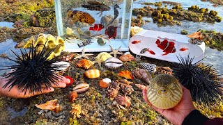 Find hermit crab snails, colorful fish in the sea, puffer fish, shellfish, sharks, sea horses