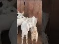 Sulliya goat farm goatfarm shorttrendingshorts virelshorts goat toptrending