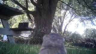 Turtle Yard Rover