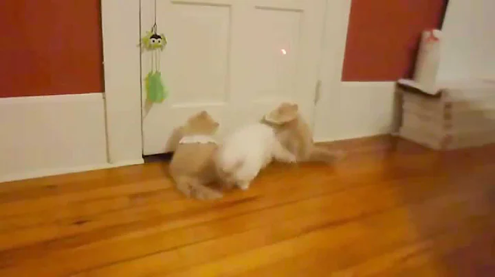 Video 2848661: playful himalayan persian, cream persian, himalayan boy, litter, bath