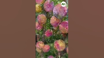 Peach Picking PROCESS IN MY FARM