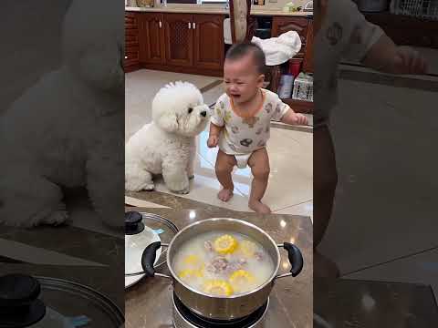 這狗子哄娃有一手 #家有熊孩子和毛孩子系列 #人類幼崽和比熊 #萌寵萌娃大作戰 #剪映 thumbnail