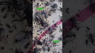 التخلص من الذباب والحشرات بتقنية اللصق .