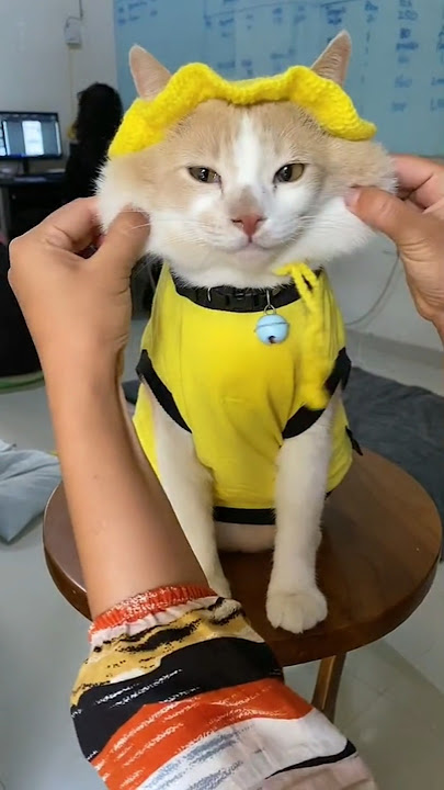 Kiyowo🥰🥰 #catlover #cat #kucingpororo #kucing #pororo #cicichania #pororoandthegank