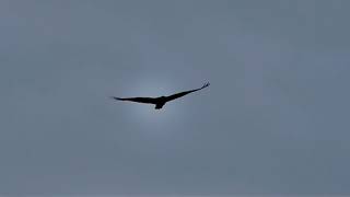 Eagles and more eagles