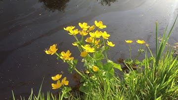 upsammy - It Drips (Official Video)