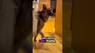 Do you have a little pet? 🐾😊 #dogshorts #funnydogs #doglife #cutedog #funny #petshub #pets #viral￼