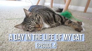 Day in the Life of My Cat (Episode 4) by Marley Malin 5,899 views 3 years ago 2 minutes, 58 seconds