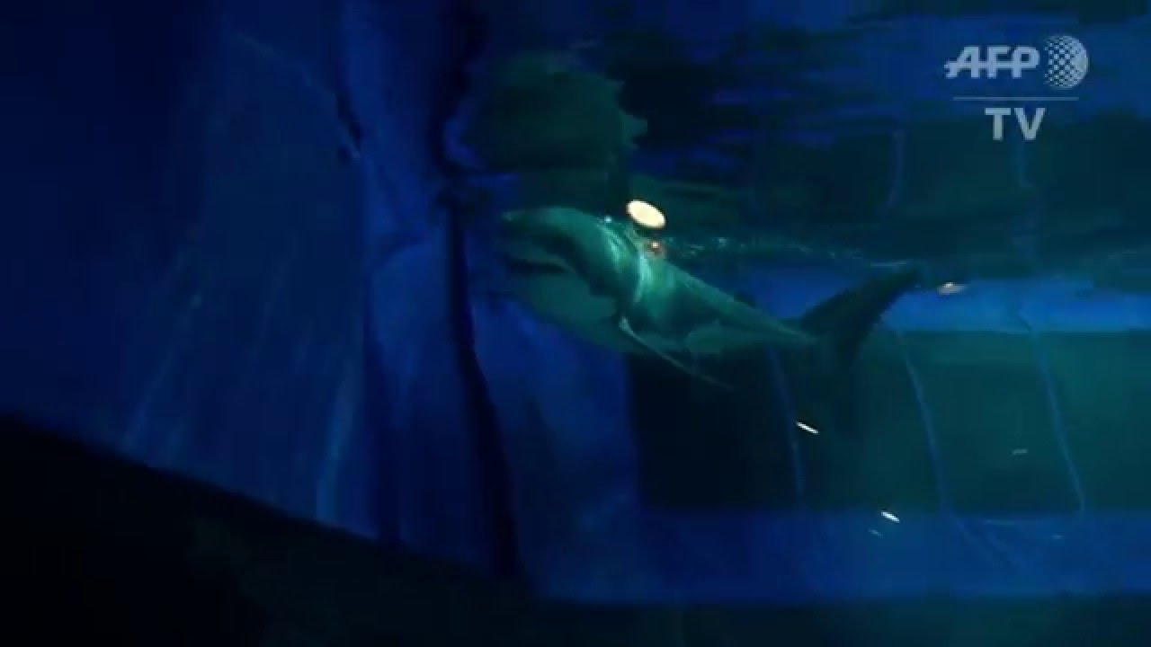 great white shark dies