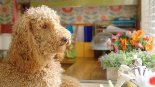 Waffle And The Box Waffle The Wonderdog Live Action Videos For Kids Wildbrain Zigzag