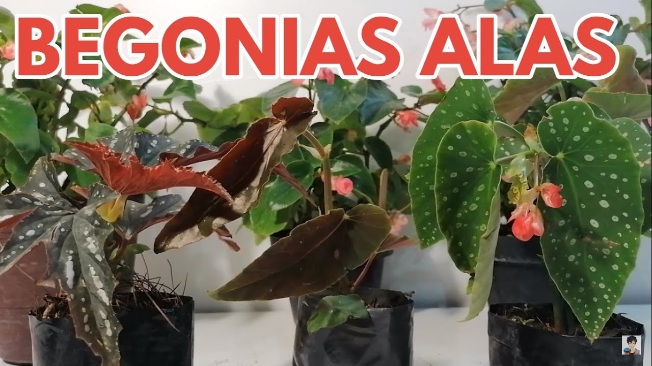 begonias cuidados alas de angel y ala de dragon chuyito jardinero - YouTube