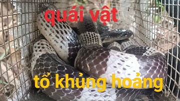 bẫy rắn quái vật xuất hiện/snake trap in Vietnam