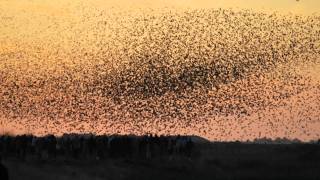 Sort sol over tøndermarsken (billedfilm).wmv