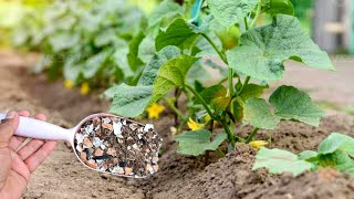 This Secret Powder: Turns Dead Soil into Super Rich Soil and Repels Pests