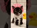 watch this cat cute video and try not to smile