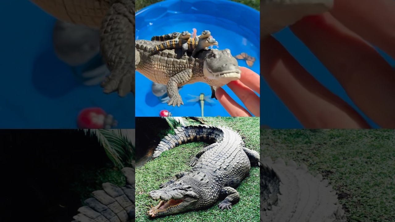 Amazing Facts about Crocodile 🐊 Dragonflies Grasshopper - Animal Learning for Kids!