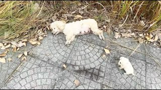 The Journey of Rescuing an Abandoned Poodle Family