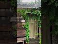 My Cottage in rainy day 19626 #shorts #slowliving #peace #ambient #relaxing