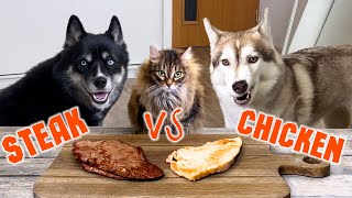 Leaving my Husky and Cat with Steak and Chicken