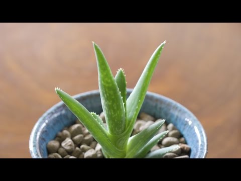 Video: Enfermedades Del Aloe Vera: ¿cómo Salvar El Aloe Si Las Raíces Están Podridas? ¿Por Qué Las Hojas De La Planta Se Vuelven Amarillas Y Se Secan En Invierno? ¿Qué Pasa Si La Flor Se 