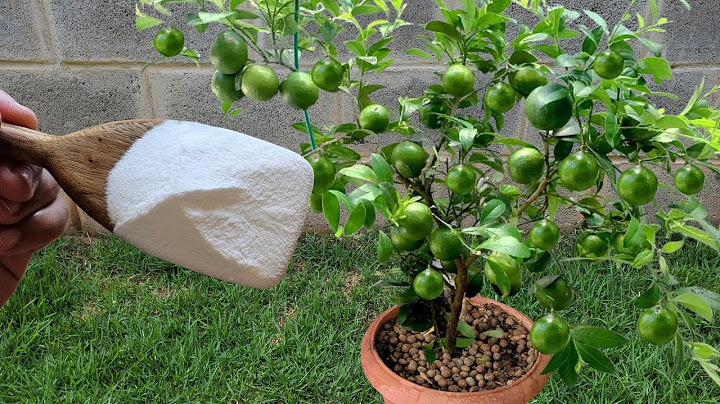 MORRIA E NÃO SABIA: Apenas 1 colher faz CARREGAR DE TANTOS FRUTOS (Limão o ano inteiro)