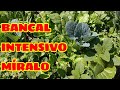 Bancal intensivo poco espacio mucha produccin bancal terregal