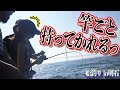 【船釣り】爆釣続きと噂の明石の海に行ってきた!!<前編>